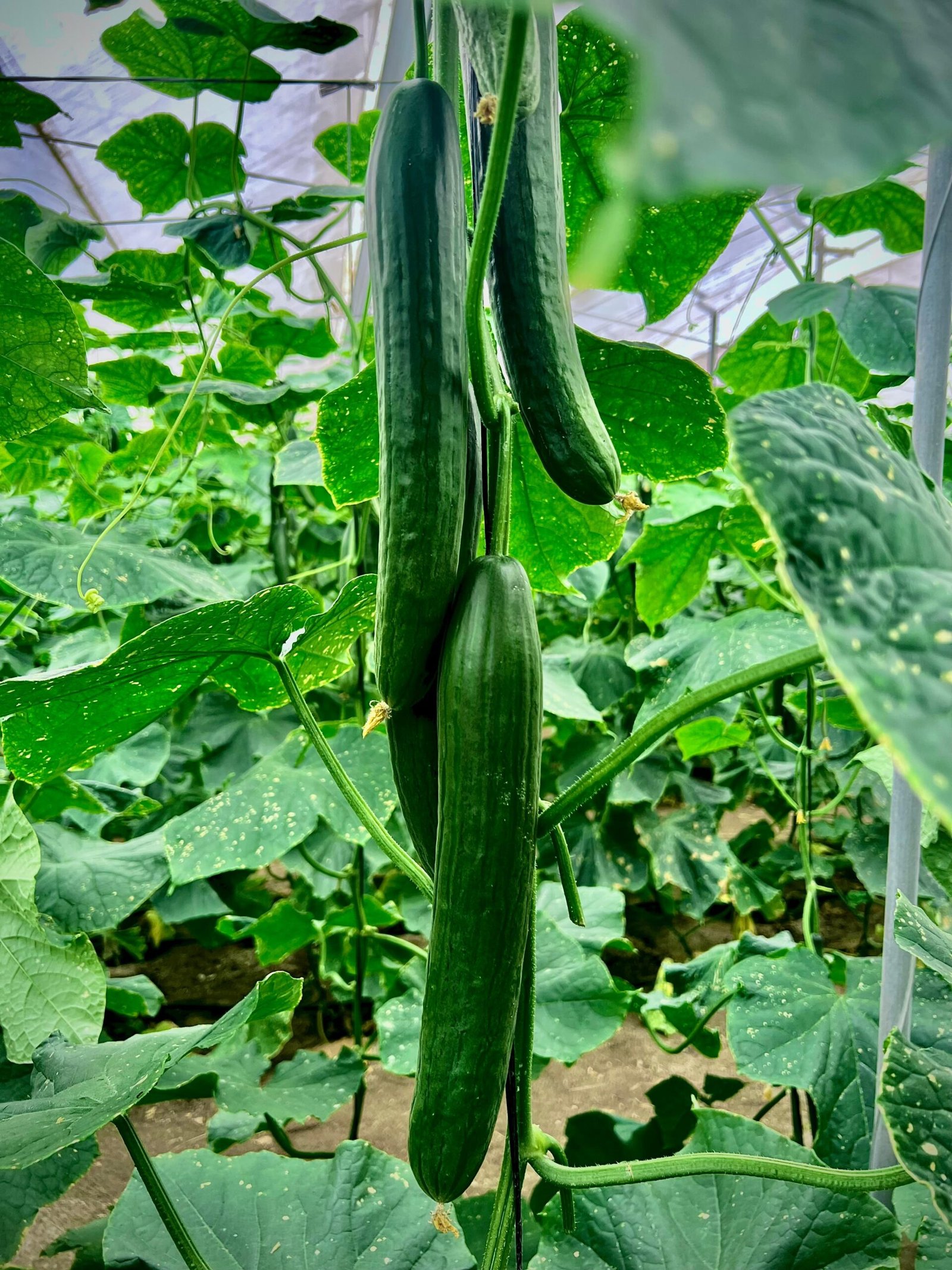 PEPINO GUERPARDO